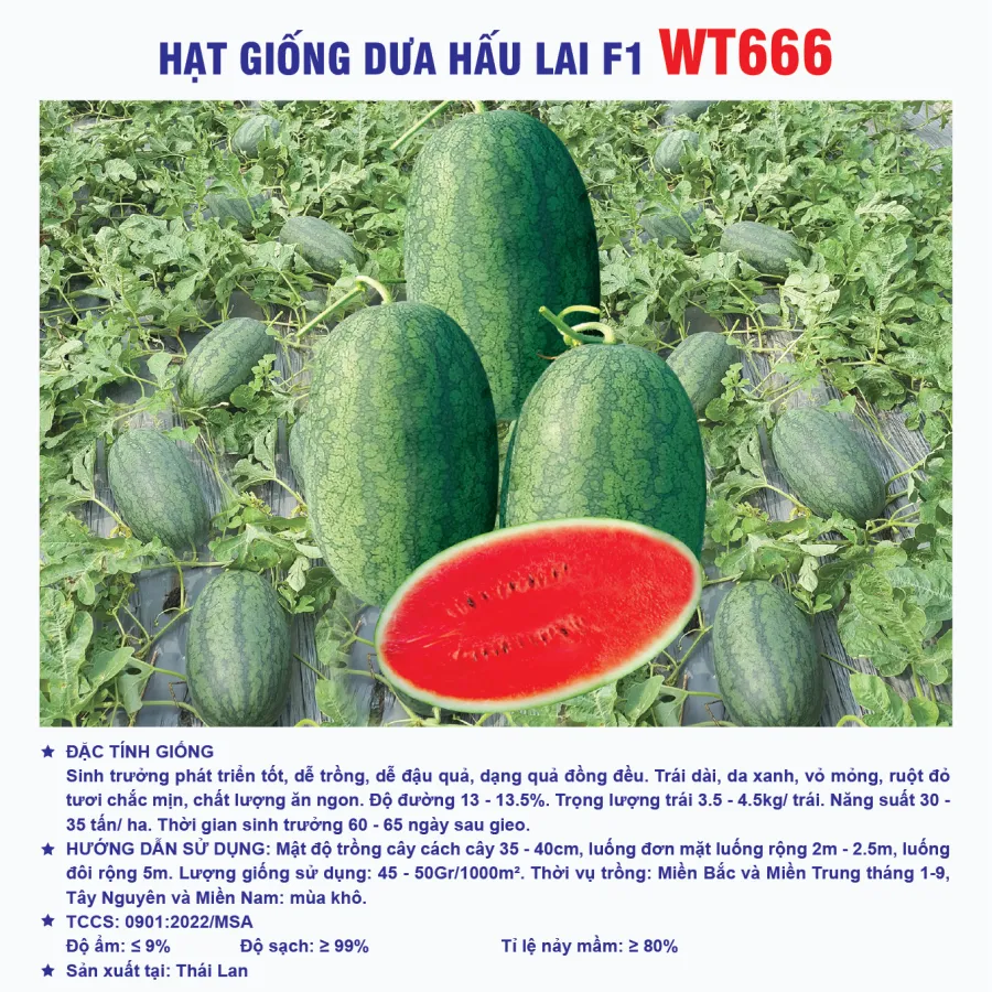 Hạt giống Dưa hấu F1 WT666