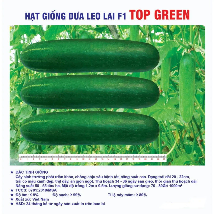 Hạt giống Dưa leo lai F1 Top Green