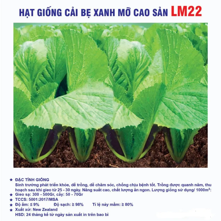 Hạt giống Cải xanh mỡ LM22