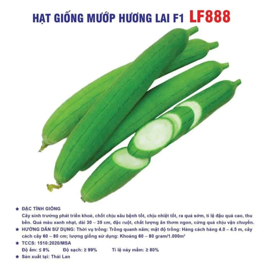 Hạt giống mướp hương lai F1 LF888