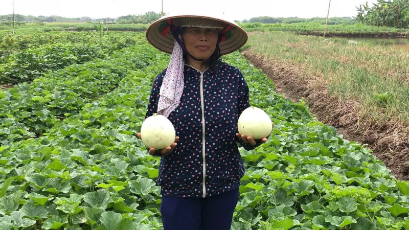 Một năm đầy hứa hẹn với dưa lê lai F1 M181