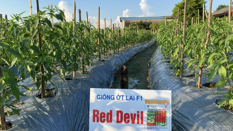 QUY TRÌNH CANH TÁC ỚT RED DEVIL