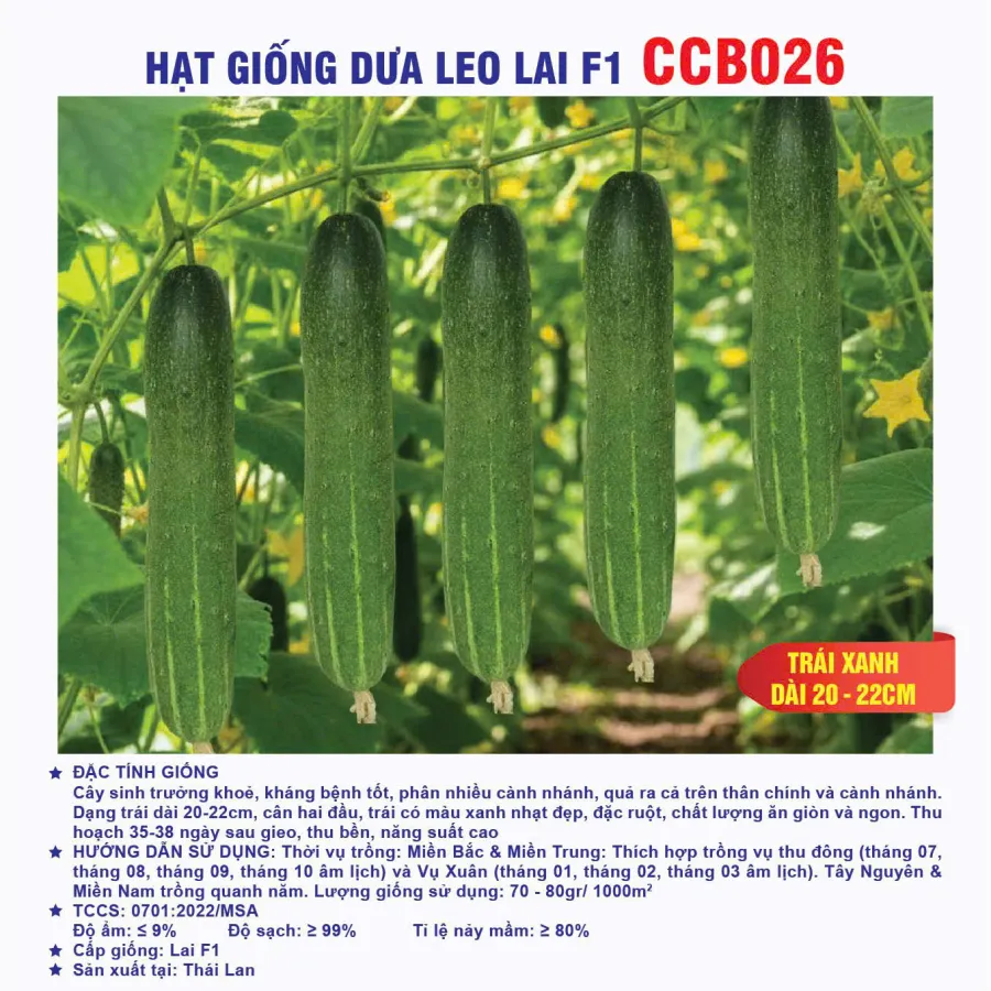 Hạt giống dưa leo lai F1 CCB026