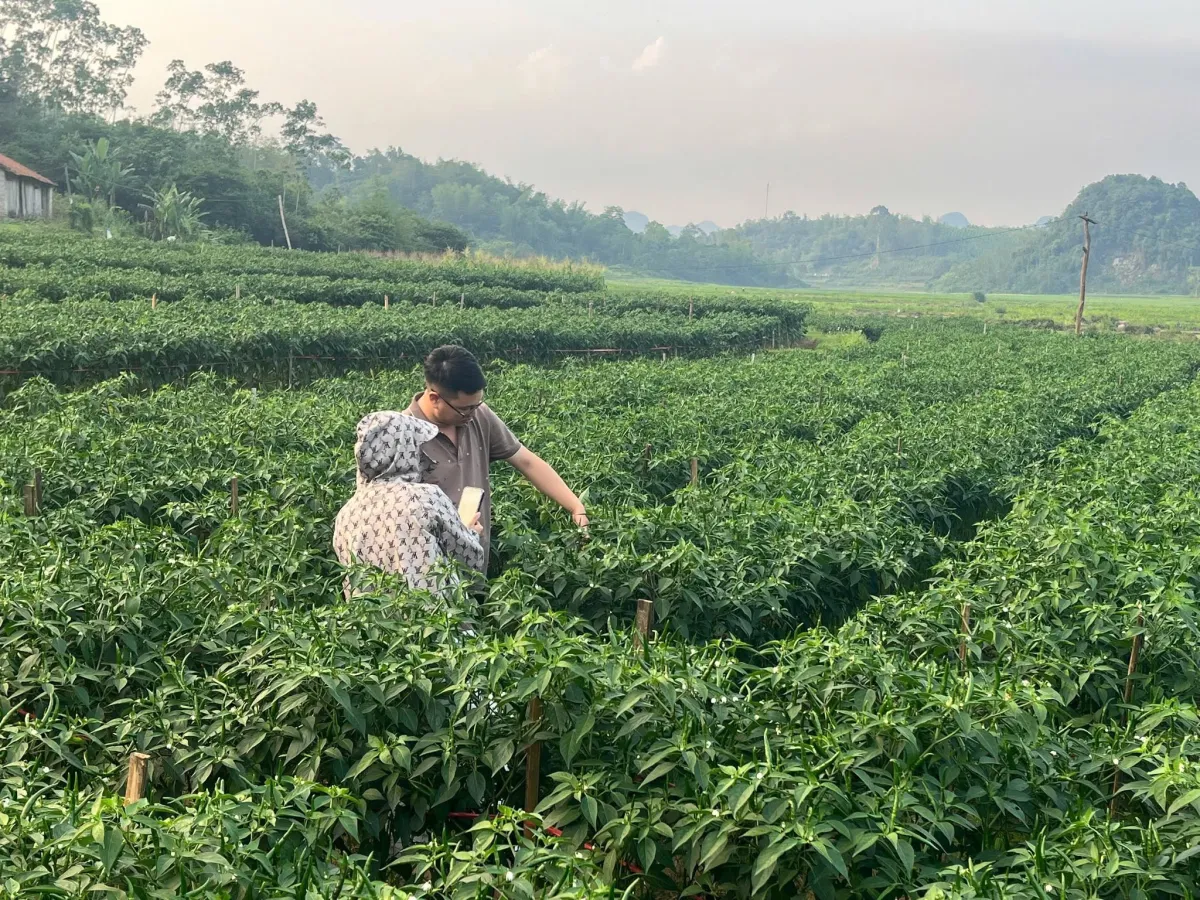GẮN VỚI THỰC TẾ ĐỒNG RUỘNG